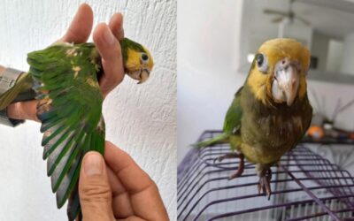 Indignante: decoloran con químicos plumas de loros para venderlos, ya fueron rescatados